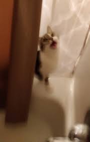 My Cat Was Very Against My Shower Cats Animals