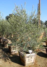 A wonderful addition to a mediterranean style garden with heat. Wilsonii Ponto 24 Box Multi Trunk 100 Fruitless Wilsonii Variety Approved By Las Vegas And Maricopa County Az F Desert Plants Plants Fruitless Olive Tree
