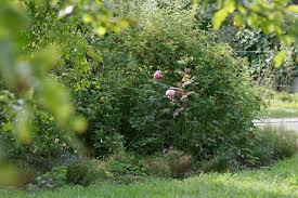 Es muss nicht immer die forsythie sein. In 7 Schritten Zur Wildhecke Die Kunst Des Entspannten Gartnerns