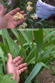 Pin On Gardening Tips Tricks