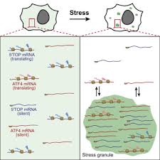 How much does a gengo translator earn? Single Molecule Imaging Reveals Translation Of Mrnas Localized To Stress Granules Sciencedirect