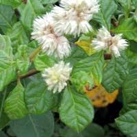 Image result for Cyathula cylindrica