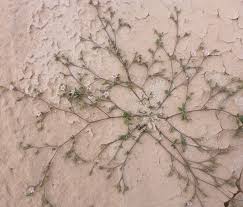 Image result for Polycarpaea