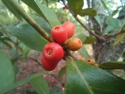 Image result for Tricalysia