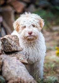 Learn more about the dog breed's the history of the lagotto romagnolo. Meet Our Lagotto Romagnolo Yare Lagotto Romagnolo Portuguese Water Dogs