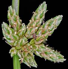 Image result for Schoenoplectiella