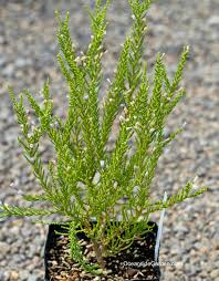 Image result for Fabiana imbricata