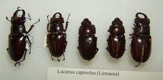 We did not find results for: Lucanus Capreolus Wikipedia