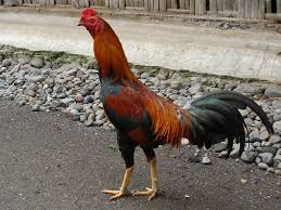 Erji Id Jawai Of Sambas Jenis Jenis Ayam Kampung Berdasarkan Warna Bulunya