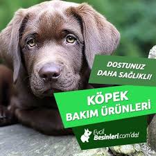 Kopek Bakim Urunleri Evcilbesinleri Com Da Kopek Urunler Danca