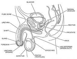 We did not find results for: Diagram Female Reproductive System Diagram Se 7 Answers Full Version Hd Quality 7 Answers Beefdiagram Tacus It
