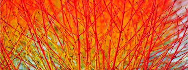 The species, cornus sanguinea, is native to most of europe and western asia, including some parts of the. Cornus Sanguinea Midwinter Fire Artisan Aquatics