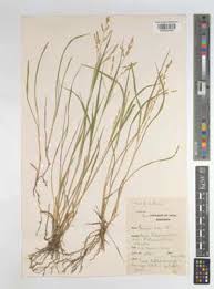 Image result for Steinchisma