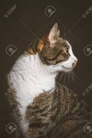 The tabby cat pattern features stripes, swirls, spots, and ticks and can come in many colors. Cute Young Tabby Cat With White Chest Against Dark Fabric Background Stock Photo Picture And Royalty Free Image Image 31720862