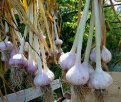 Knoblauch Pflanzen Tipps Zum Setzen Anbauen Knoblauch Pflanzen Pflanzen Garten Anpflanzen
