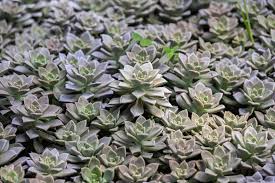 Image result for Crassulaceae