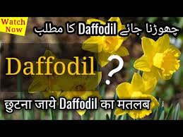 Puja is translated to mean flower act from hindi to english. Daffodil Meaning Of In Hindi Urdu Daffodil Ka Matlab What Daffodil Means Daffodil Translation Youtube