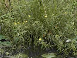 Image result for Ludwigia leptocarpa