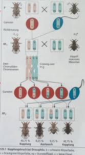 Das könnte sie auch interessieren: Klassische Genetik Flashcards Quizlet