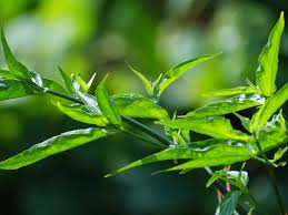 Play along with guitar, ukulele, or piano with interactive chords and diagrams. Sabah Snake Grass Clinacanthus Nutans Inaturalist Nz