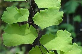 Image result for Adiantum capillus-veneris