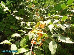 Autumn Olive Japanese Silverberry Bush Shrub Elaeagnus Umbellata Seeds Bushes Shrubs Autumn Olive Planting Flowers
