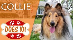 Collie Cinsi Kopek Ozellikleri Ve Bakimi Petlebi Sosyal