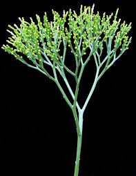 Image result for Psilotum nudum