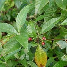 Image result for Psychotria eminiana