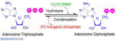 How do you convert adp to atp? Atp Cycle Structure And Role Of Atp In Biological Reactions Study Score