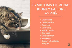 Acute onset with marked symptoms from the beginning of the disease 2. What Are The Symptoms Of A Cat With Kidney Failure Renal Kidney Failure In Cats
