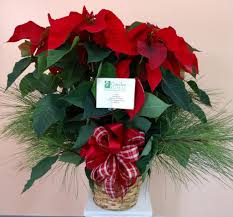 Avas flowers offer delivery to fresh flowers and plants to this area brimming with southern charm. Camden Floral Home Facebook