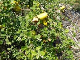 Image result for Crotalaria monteiroi