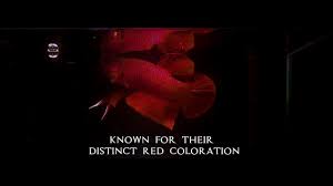 Api splendid betta complete water conditioner. Fire Bagan Api Betta Blackwater Fish Emporium Youtube