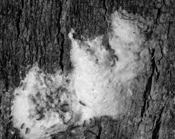 Gypsy Moth Management in the United States: a cooperative approach Draft  Supplemental Environmental Impact Statement Volume II o