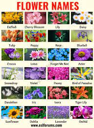 Flower Names List Of 25 Popular Names Of Flowers With The Pictures Esl Forums Flower Names List Of Flowers Types Of Flowers