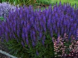 Discover wide range of best sellers flowers in our oregon flower shop. Salvia Plants Growing Caring For Ornamental Sages Garden Design
