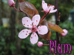 Based on my notes, the only other possibility would be oblinaja plum. Plum Trees Vs Cherry Trees How To Tell Vancouver Cherry Blossom Festival Vancouver Cherry Blossom Festival
