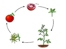 Maybe you would like to learn more about one of these? Daur Hidup Tumbuhan Jawabanku Id