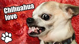 36 Angry Chihuahuas Try Not To Laugh That Pet Life Youtube