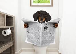 When should a puppy be housebroken? How To Potty Train A Puppy Tips And Tricks Fluffyhund