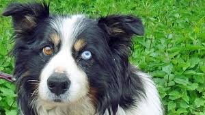 Border collie suchen ein zuhause. Australien Shepherd Mix G Sucht Ein Neues Zuhause Waz De