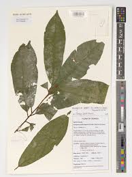 Image result for Pouteria adolfi-friederici