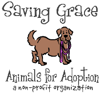 Once you speak to an adoption specialist, things move fast! Saving Grace Animals For Adoption