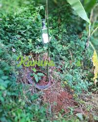 Image result for Casearia battiscombei