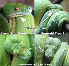 A real gem of the rainforest. Pda Pythons Easy Guide To Identifying Green Tree Python Vs