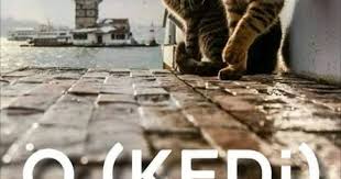 o kedi pis degildir rasulullah sallalahu aleyhi vessellem nesai tahara 54 ibni mace tahara 32 manevi hayvanlar hayvanlar alemi