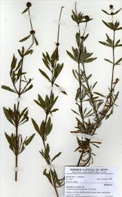 Image result for Spermacoce ruelliae