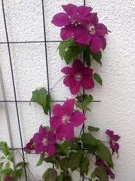 Check spelling or type a new query. Clematis Rouge Cardinal Album On Imgur