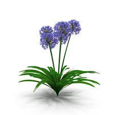Agapanthus Africanus Flower Agapanthus Africanus Agapanthus Lily Plants